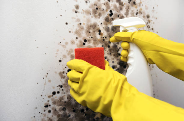 Best Kitchen Mold Remediation in Daleville, VA
